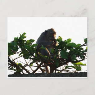 Carte Postale Singe