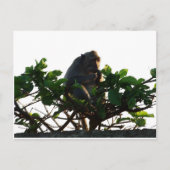 Carte Postale Singe (Devant)