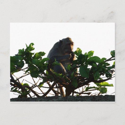 Carte Postale Singe (Devant)