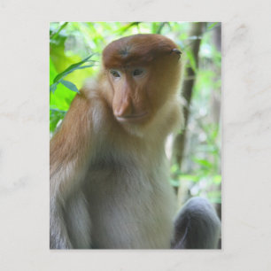 Carte Postale Singe