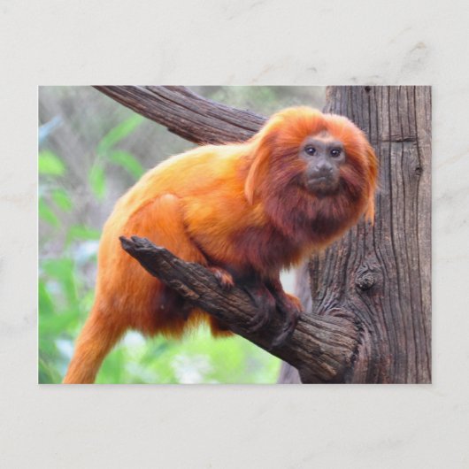 Carte Postale Singe à feuille rouge solitaire (Devant)