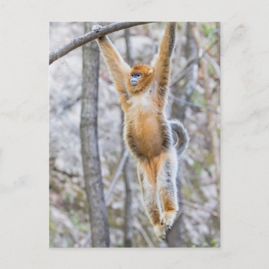 Carte Postale Singe à nez d'or se balançant sur la branche (Devant)
