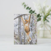 Carte Postale Singe à nez d'or se balançant sur la branche (Debout devant)