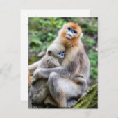 Carte Postale Singe à nez doré avec bébé (Devant / Derrière)