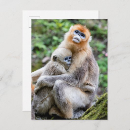 Carte Postale Singe à nez doré avec bébé (Devant / Derrière)