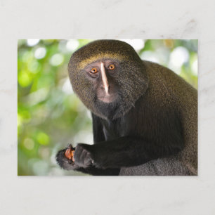 Carte Postale Singe à visage de chouette