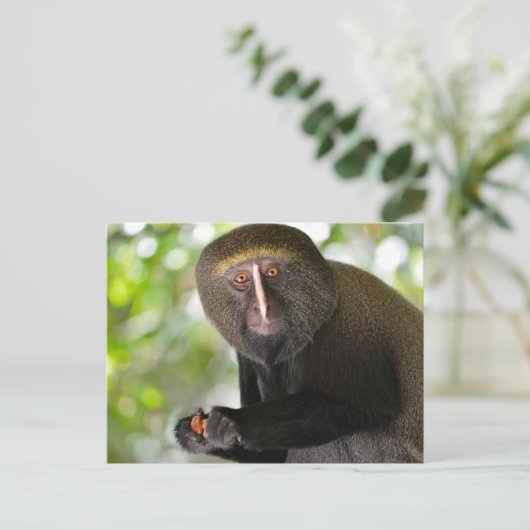 Carte Postale Singe à visage de chouette (Debout devant)