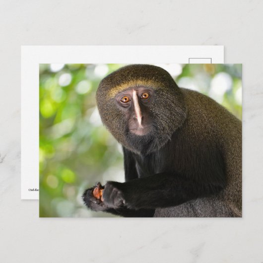 Carte Postale Singe à visage de chouette (Devant / Derrière)