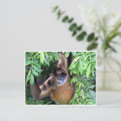 Carte Postale singe araignée (Debout devant)