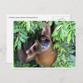 Carte Postale singe araignée (Devant / Derrière)