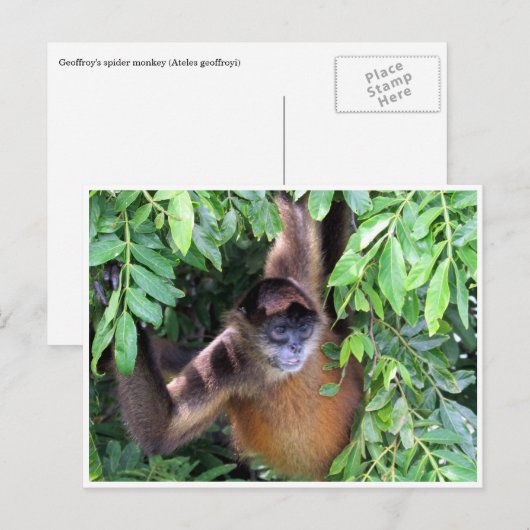 Carte Postale singe araignée (Devant / Derrière)