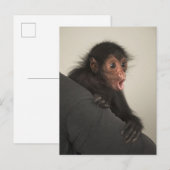 Carte Postale Singe araignée à face rouge Ateles paniscus) (Devant / Derrière)