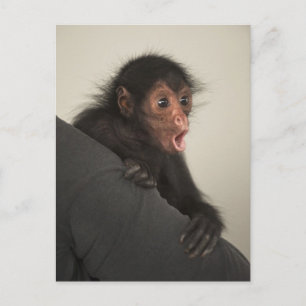 Carte Postale Singe araignée à face rouge Ateles paniscus)