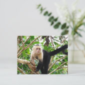 Carte Postale Singe au Costa Rica (Debout devant)