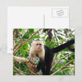 Carte Postale Singe au Costa Rica (Devant / Derrière)