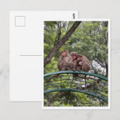 Carte Postale Singe avec un bébé minuscule (Devant / Derrière)
