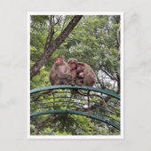 Carte Postale Singe avec un bébé minuscule (Devant)
