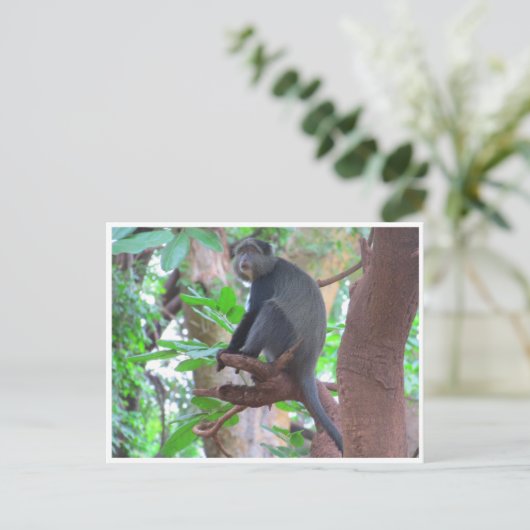 Carte Postale singe bleu (Debout devant)