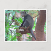 Carte Postale singe bleu (Devant)