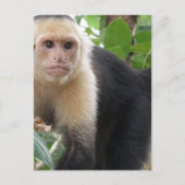 Carte postale Singe Capuccine Face Blanc (Devant)