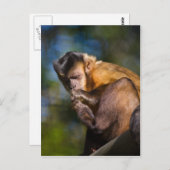 Carte Postale Singe capucin (Devant / Derrière)