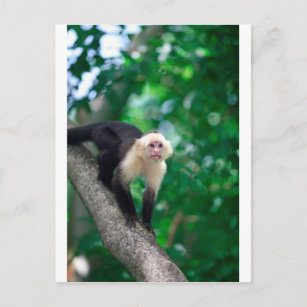 Carte Postale Singe capucin blanc mignon Nicaragua