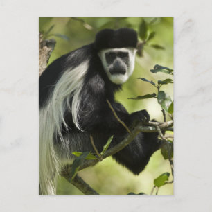 Carte Postale Singe colobre noir et blanc