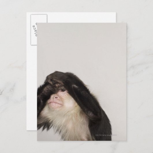 Carte Postale Singe couvrant les yeux (Devant / Derrière)
