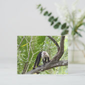 Carte Postale Singe dans la jungle (Debout devant)