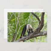 Carte Postale Singe dans la jungle (Devant / Derrière)