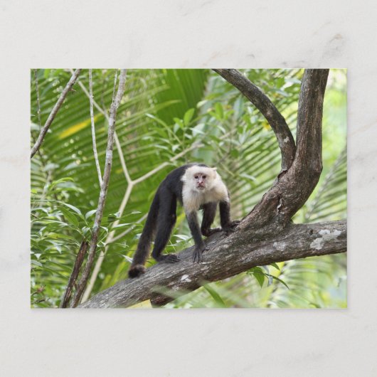 Carte Postale Singe dans la jungle (Devant)
