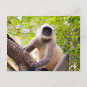 Carte Postale Singe dans la jungle du parc national de Ranthambo