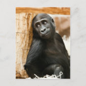 Carte Postale Singe de bébé noir (Devant)