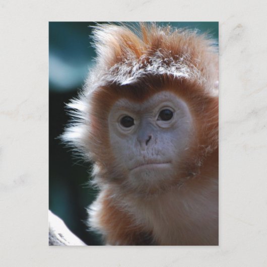 Carte Postale Singe de la Mare Rouge Langur (Devant)