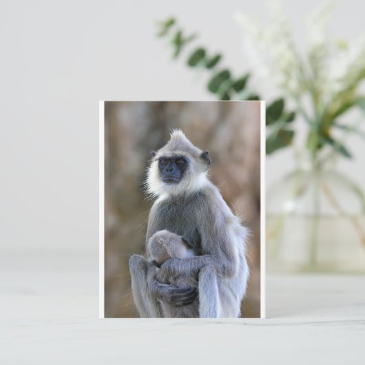 Carte Postale Singe de Langur (Debout devant)