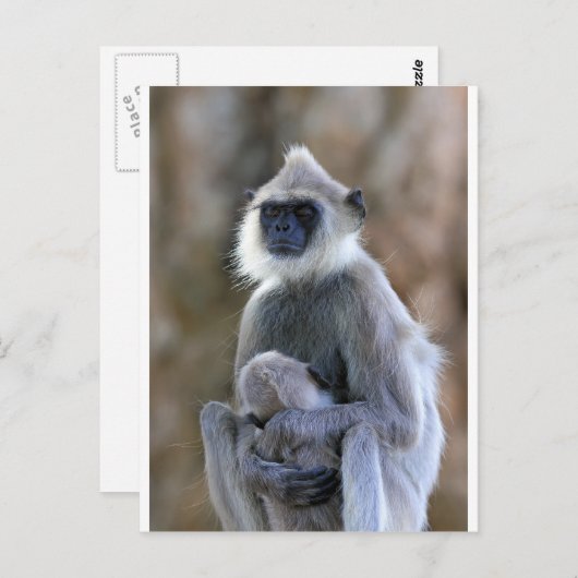 Carte Postale Singe de Langur (Devant / Derrière)