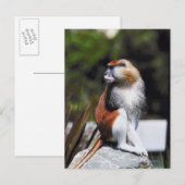 Carte Postale Singe de Patas (Devant / Derrière)