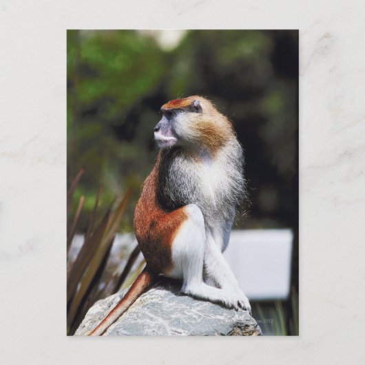 Carte Postale Singe de Patas (Devant)