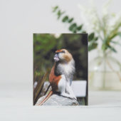 Carte Postale Singe de Patas (Debout devant)