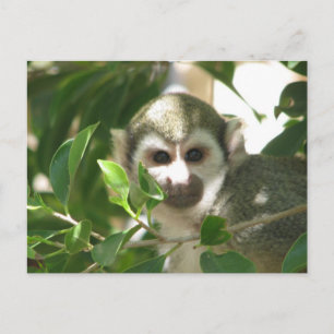 Carte Postale Singe d'écureuil commun