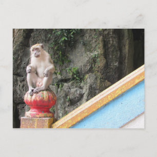 Carte Postale singe des grottes batu