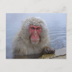 Carte Postale Singe des neiges japonais au printemps chaud