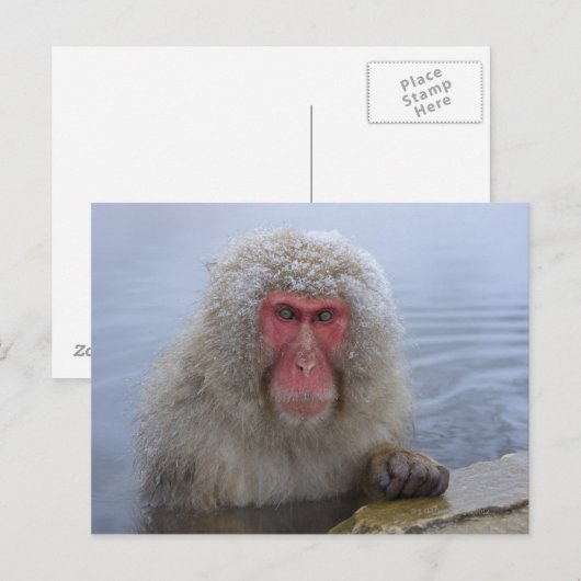 Carte Postale Singe des neiges japonais au printemps chaud (Devant / Derrière)