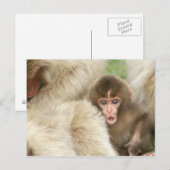 Carte Postale Singe des neiges, Jigokudani, Nagano, Japon (Devant / Derrière)