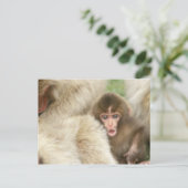 Carte Postale Singe des neiges, Jigokudani, Nagano, Japon (Debout devant)