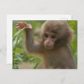 Carte postale - Singe des neiges pour bébé (Devant / Derrière)