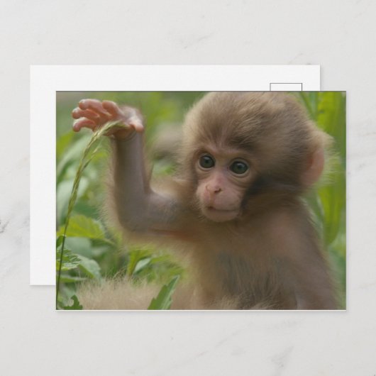 Carte postale - Singe des neiges pour bébé (Devant / Derrière)