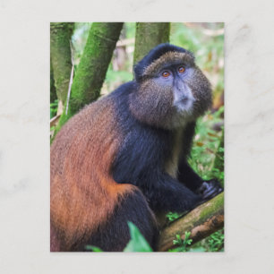 Carte Postale Singe d'or, Rwanda