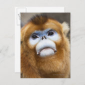 Carte Postale Singe doré mâle Pygathrix roxellana (Devant / Derrière)