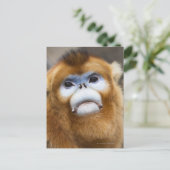 Carte Postale Singe doré mâle Pygathrix roxellana (Debout devant)